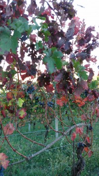 Glimpses of Autumn in the Hill…….in the surroundings of Francomondo