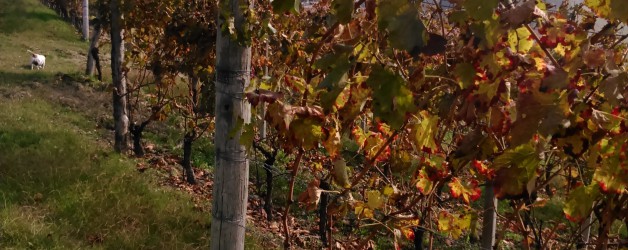 Fall shades at Francomondo Winery